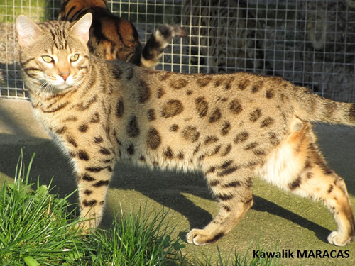 CHAT BENGAL BROWN SPOTTED